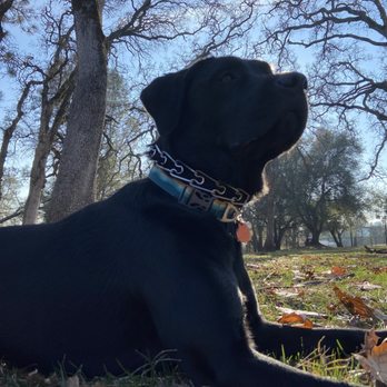 Fidelis K9 Training - Pet Training Near Me - Orangevale, California