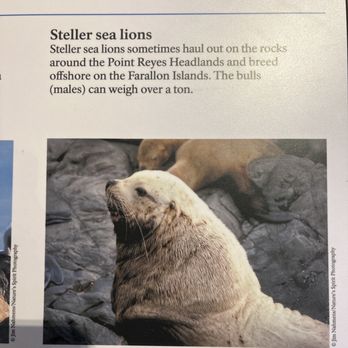 Bear Valley Visitor Center - Haven't seen these yet! Hopefully one day - Visitor Centers Near Me - Point Reyes Station, California