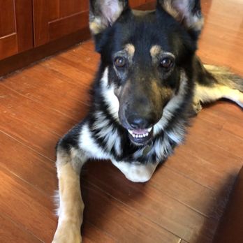 Athens Dog Training - Castro Valley - Pet Training Near Me - Castro Valley, California