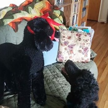 My Dog Training Academy - Dakota looking at his doppelganger muzzled for his Pet Tech demonstration. - Pet Training Near Me - Lebanon, Oregon
