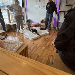 The cat room