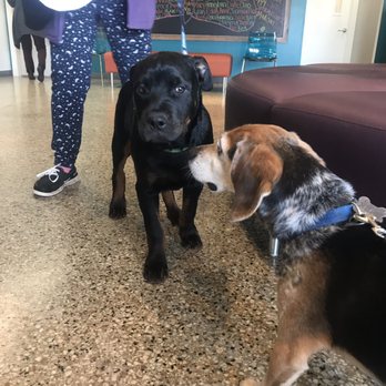 Stand For Animals Veterinary Clinic - Veterinarians Near Me - Charlotte, North Carolina