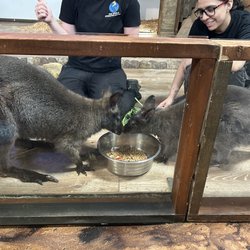 Wallabys!