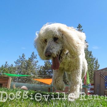 Doggieville Ranch - Pet Sitting Near Me - Redmond, Oregon