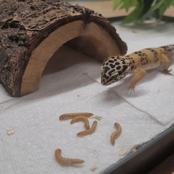 Fort STEM - A vicious leopard gecko