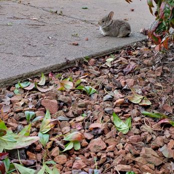 Driver's Landscaping - Making new friends at work. - Lawn Services Near Me