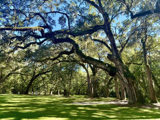 Old Sheldon Church Ruins by null