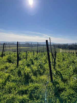 Gundlach Bundschu Winery by null