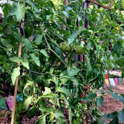 Sweetwater Nursery - Over 5 ft tall X 3 ft wide, by mid July.