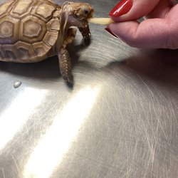 Sierra Veterinary Clinic - Torty and staff