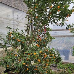 Tea Garden Nursery