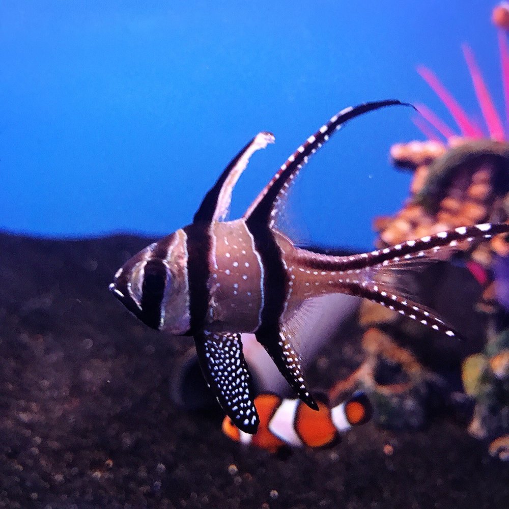 BIG ALS AQUARIUM Updated April 2024 10 Photos 16 Kennedy Road