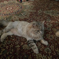 Jennifer's Pet Grooming