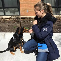HighPaw Dog Training