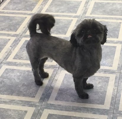 Detailed Dog Groomers Decatur Il Scene for Desktop Detailed Dog Groomers Decatur Il Scene for Desktop