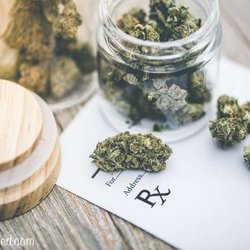 Craig Weed - #purplehazekush for sell at Craigs Weed.