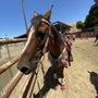 Photo of Sweetwater Ranch & Carriage Company