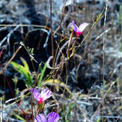 Edgewood Park & Natural Preserve - summer wildflowers