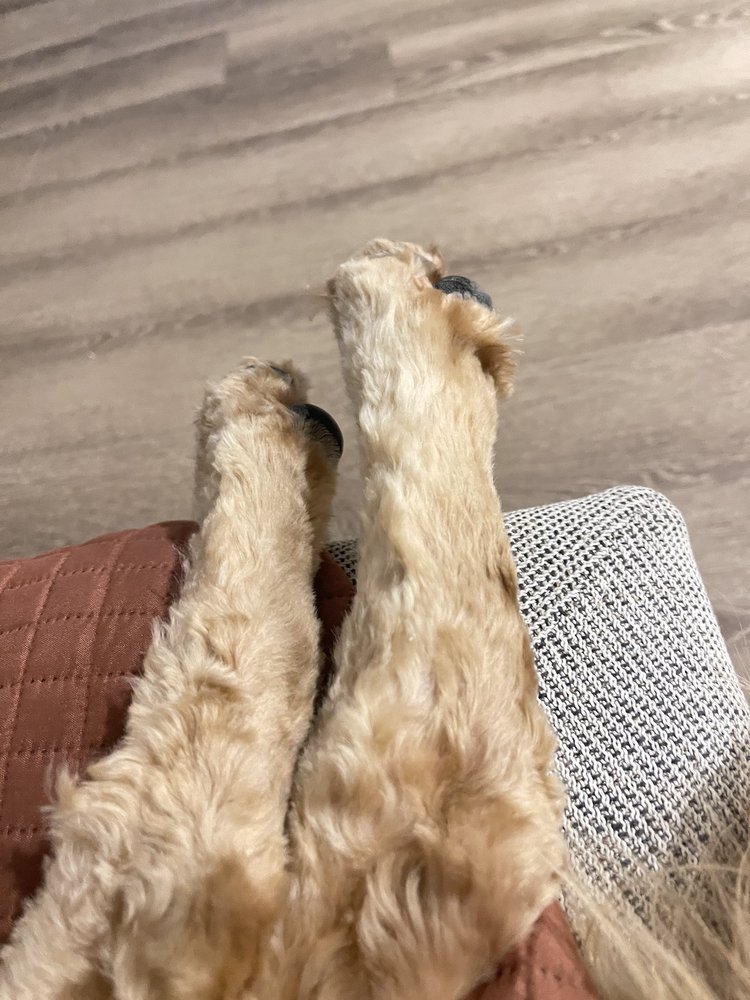 BARKARITAVILLE PET RESORT Updated October 2024 63 Photos & 64