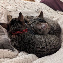 Two adopted kittens from fancy cats. Best friends and sisters.