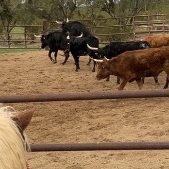White Stallion Ranch - Hotels Near Me - Tucson, Arizona White Stallion Ranch - Hotels Near Me - Tucson, Arizona