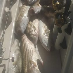 Neds Better Bait - Strippers caught with Ned' s Better Bait