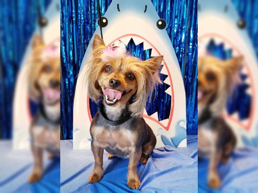 HOWLING HOTEL AND SPA Updated August 2024 49 Photos 3105 E Texas