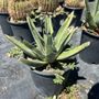 Photo of World Wide Exotics