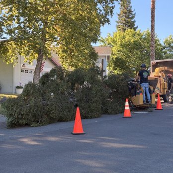 Easy Stumps Tree Services - Tree Services Near Me - Folsom, California