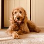 Photo of Oakland Veterinary Referral Services
