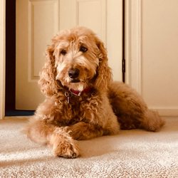 Oakland Veterinary Referral Services - Fritz