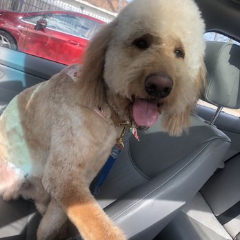 Clean Critters - Reggie - Pet Groomers Near Me - Austin, Texas