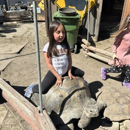 Galapagos tortoise