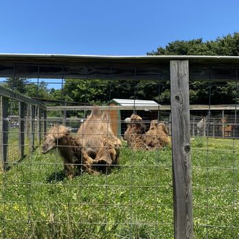 Plumpton Park Zoo - Camels with extremely matted fur - Zoos Near Me - Rising Sun, Maryland