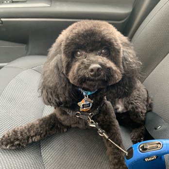 Plano Dog Grooming - Most recent cut on today. - Pet Groomers Near Me - Plano, Texas