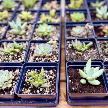 Roberts Greenhouse and Tree Farm - Nurseries & Gardening Near Me - New Meadows, Idaho Roberts Greenhouse and Tree Farm - Nurseries & Gardening Near Me - New Meadows, Idaho