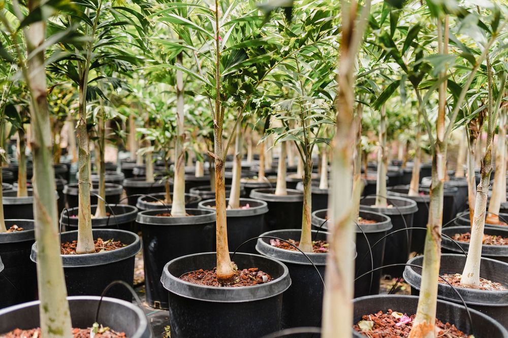 ILI KUPONO GARDENS NURSERY & FARM Updated September 2024 14 Photos