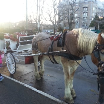 Tally-Ho Carriage Tours - Nick and his carriage - Historical Tours Near Me - Victoria, British Columbia Tally-Ho Carriage Tours - Nick and his carriage - Historical Tours Near Me - Victoria, British Columbia