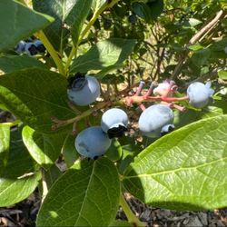 Gro-Moore Farms