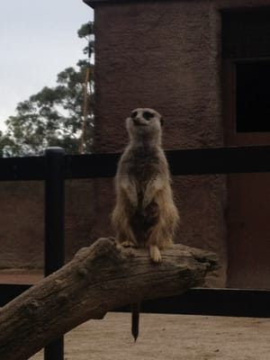 Adelaide Zoo by null