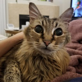 Gentle Hands Cherished Paws - Pet Services Near Me - Tukwila, Washington