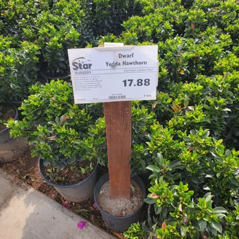 Star Nursery - Scrub trees for the backyard - Nurseries & Gardening Near Me - Las Vegas, Nevada Star Nursery - Scrub trees for the backyard - Nurseries & Gardening Near Me - Las Vegas, Nevada