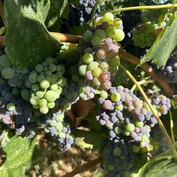 Bella Luna Estate Winery - Wineries Near Me - Templeton, California