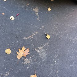 Lamprey Suburban Septic Service - Driveway splattered with shit