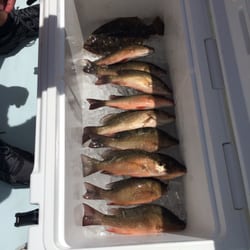 Island Discount Tackle - Mangrove snapper