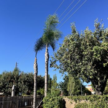 Clark's Tree Works - After - Tree Services Near Me - Modesto, California