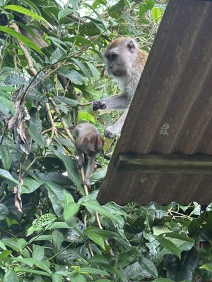 Tropical Spice Garden by null