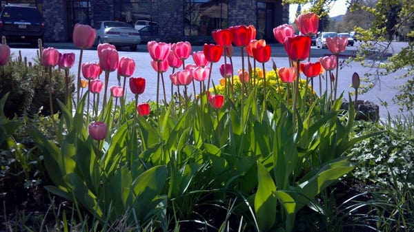 C.K.'s Real Food by null