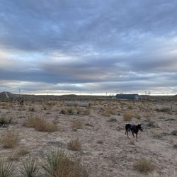 Montessa Park off-leash dog park