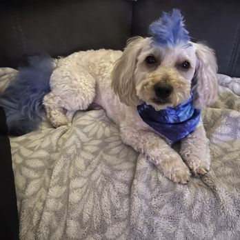 Dee-O-Gee's Mobile Grooming - Pet Groomers Near Me